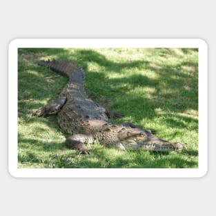 American crocodile (Crocodylus acutus) in Florida, USA Sticker